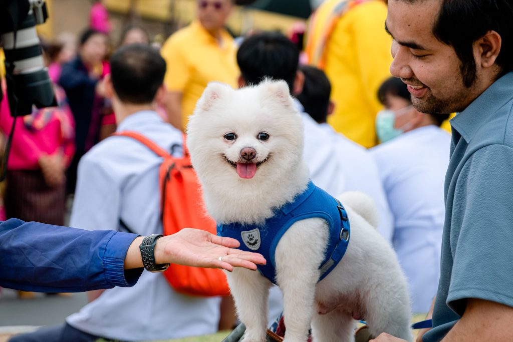 Singapore Dog Festival 2026 di Palawan Green Sentosa